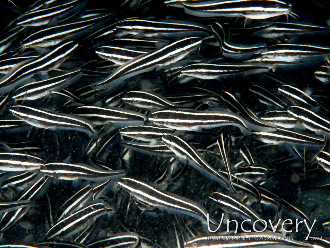 Striped Catfish (plotosus Lineatus), photo taken in Indonesia, North Sulawesi, Lembeh Strait, Rojos