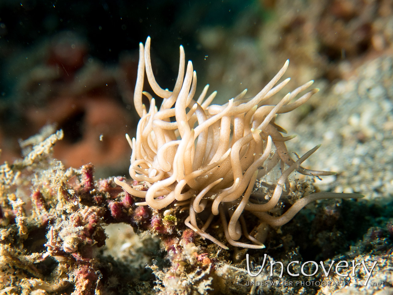 Nudibranch shot in Indonesia|North Sulawesi|Lembeh Strait|Nudi Retreat