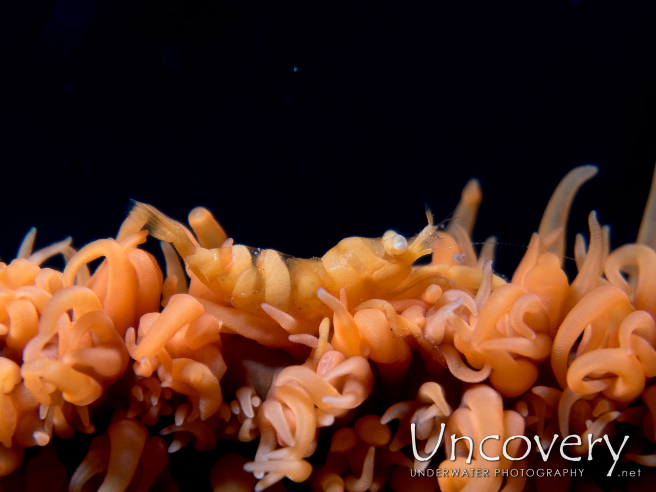 Anker's Whip Coral Shrimp (pontonides Ankeri) shot in Indonesia|North Sulawesi|Lembeh Strait|Nudi Retreat