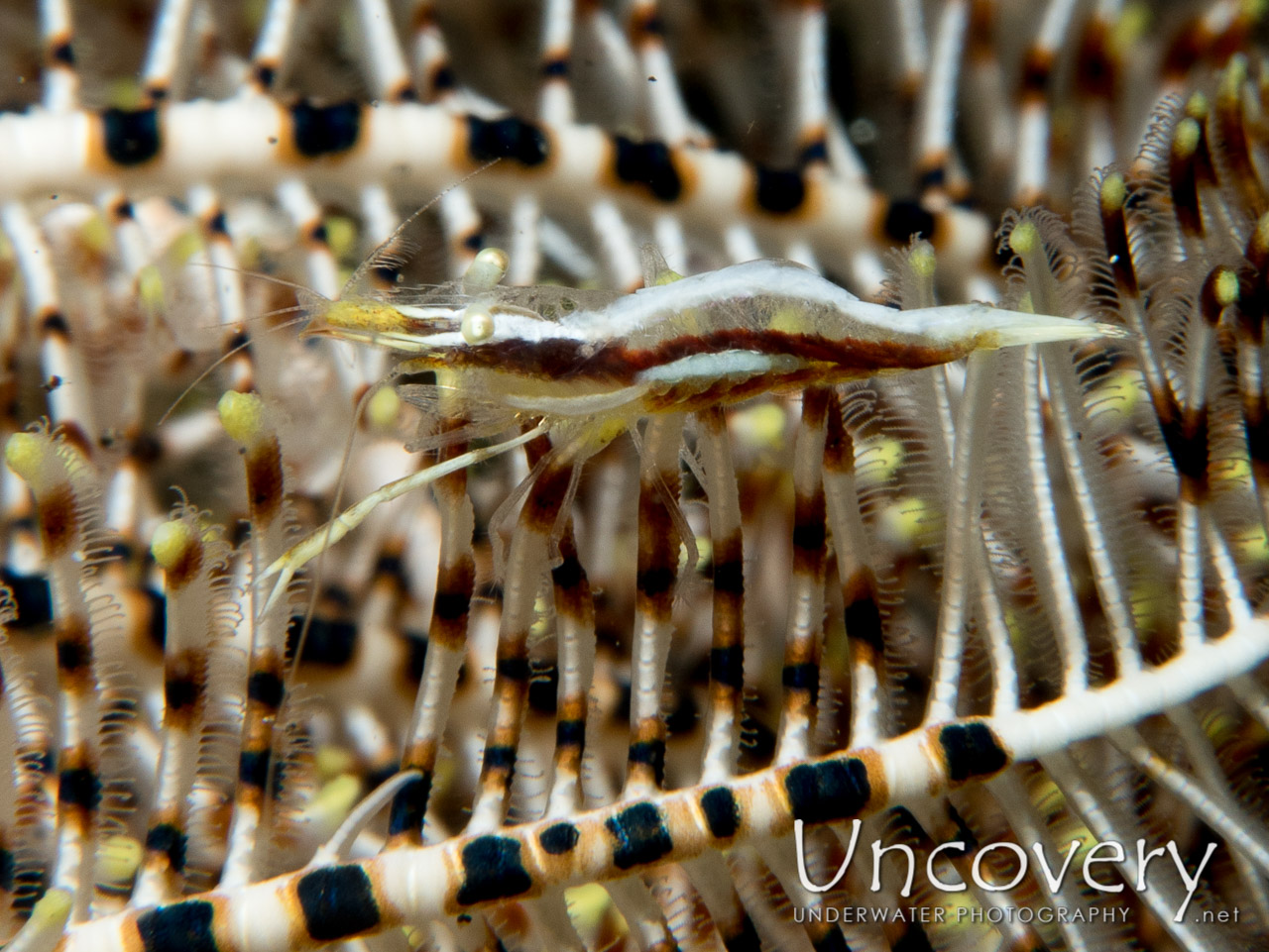 Twin-stripe Crinoid Shrimp (periclimenes Affinis), photo taken in Indonesia, North Sulawesi, Lembeh Strait, Rojos