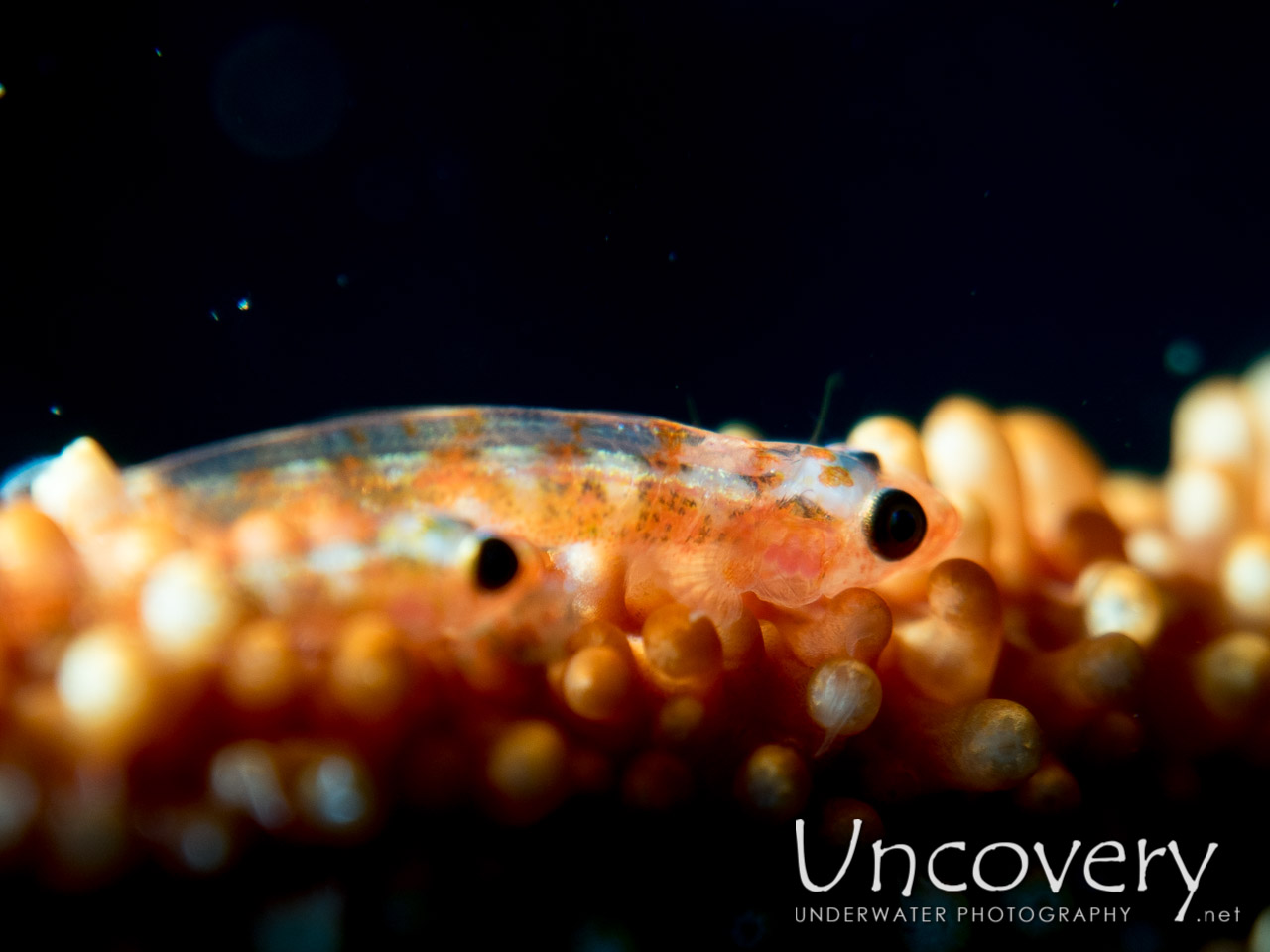Whip Coral Goby (bryaninops Yongei) shot in Indonesia|North Sulawesi|Lembeh Strait|Nudi Retreat