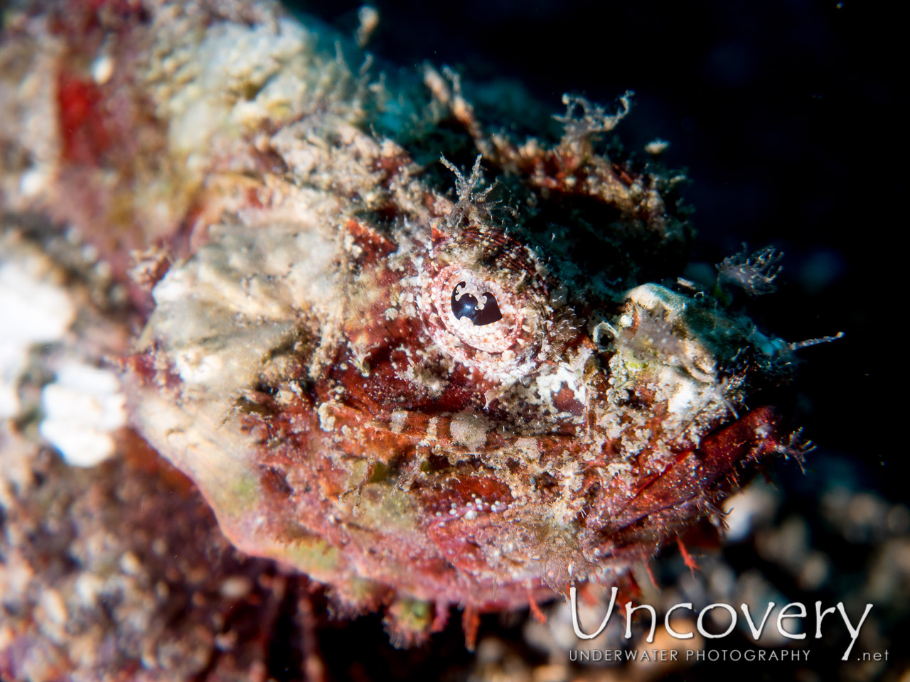 Humpback Scorpionfish (scorpaenopsis Macrochir) shot in Indonesia|North Sulawesi|Lembeh Strait|Nudi Retreat