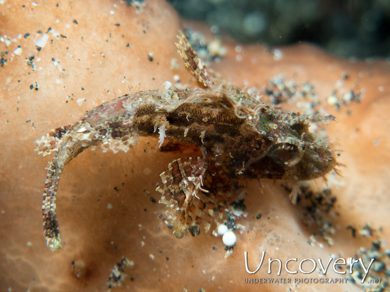 Tassled Scorpionfish (scorpaenopsis Oxycephala) shot in Indonesia|North Sulawesi|Lembeh Strait|Nudi Retreat