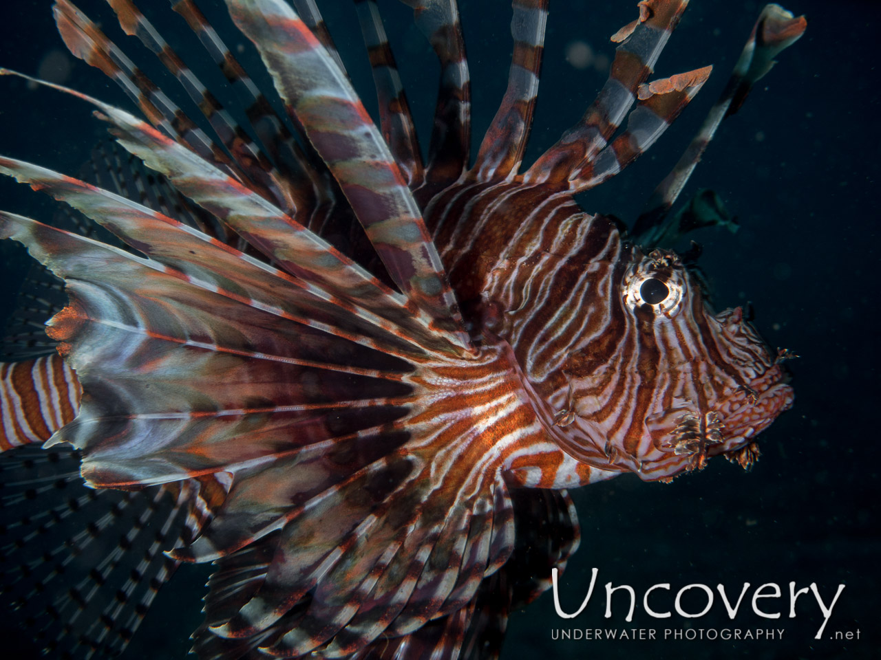 Red Lionfish (pterois Volitans), photo taken in Indonesia, North Sulawesi, Lembeh Strait, Rojos