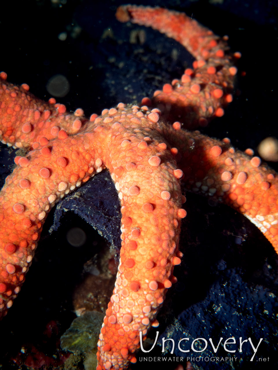 Starfish shot in Indonesia|North Sulawesi|Lembeh Strait|Nudi Retreat