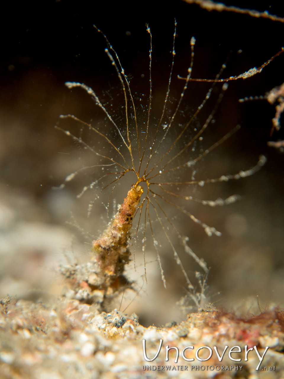 Hydroid shot in Indonesia|North Sulawesi|Lembeh Strait|Nudi Retreat