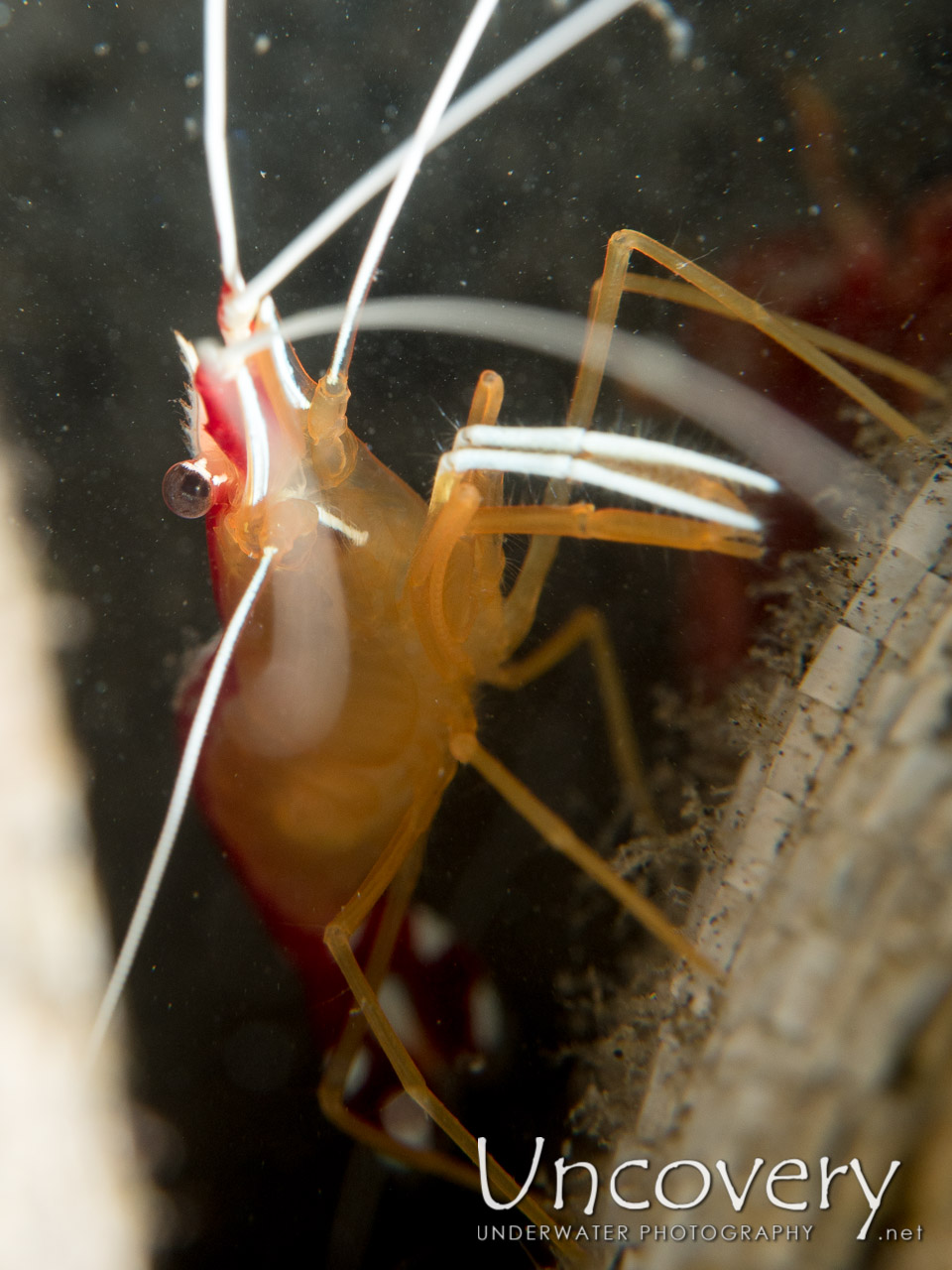 Hump-back Cleaner Shrimp (lysmata Amboinensis), photo taken in Indonesia, North Sulawesi, Lembeh Strait, Rojos
