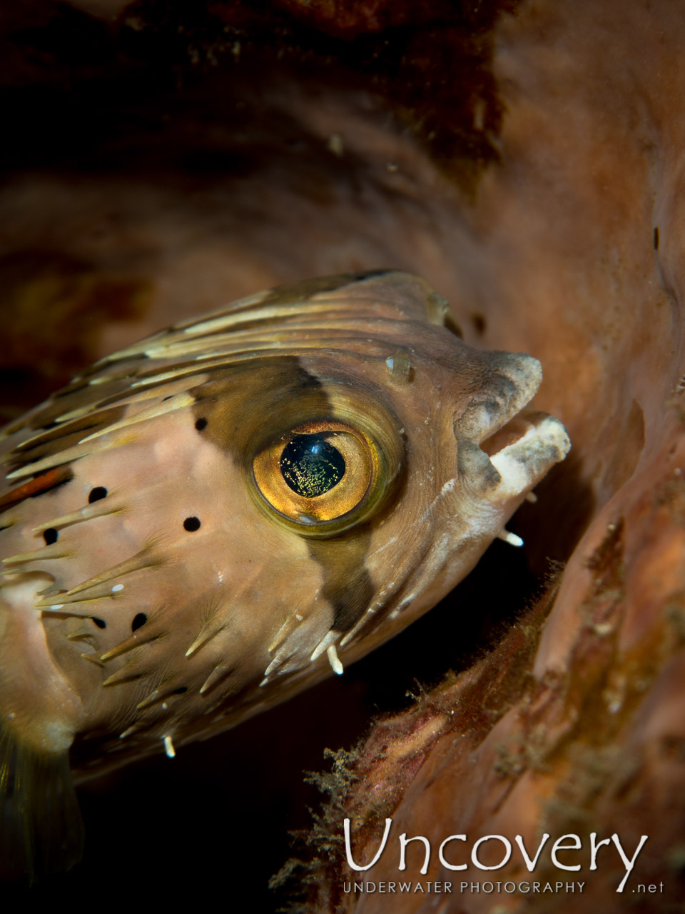 Black-blotched Porcupinefish (diodon Liturosus) shot in Indonesia|North Sulawesi|Lembeh Strait|Nudi Retreat