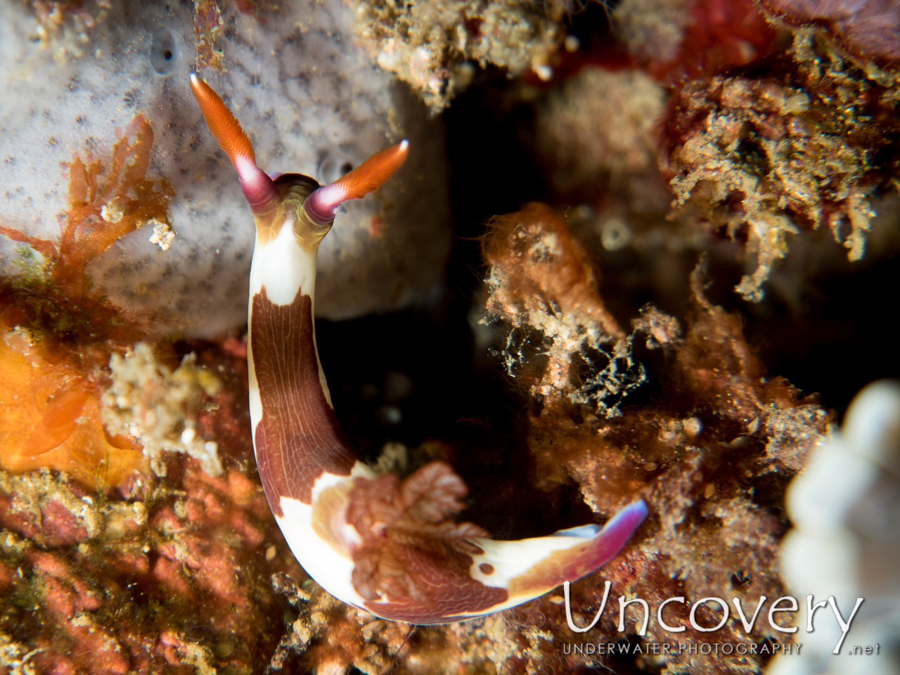 Nudibranch, photo taken in Indonesia, North Sulawesi, Lembeh Strait, Nudi Retreat