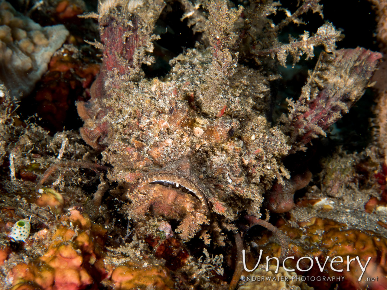 Spiny Devilfish (inimicus Didactylus) shot in Indonesia|North Sulawesi|Lembeh Strait|Nudi Retreat