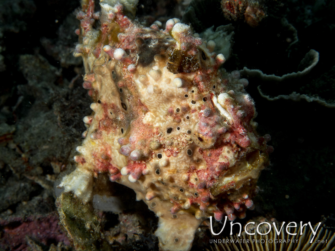 Warty Frogfish (antennarius Maculatus) shot in Indonesia|North Sulawesi|Lembeh Strait|Nudi Retreat