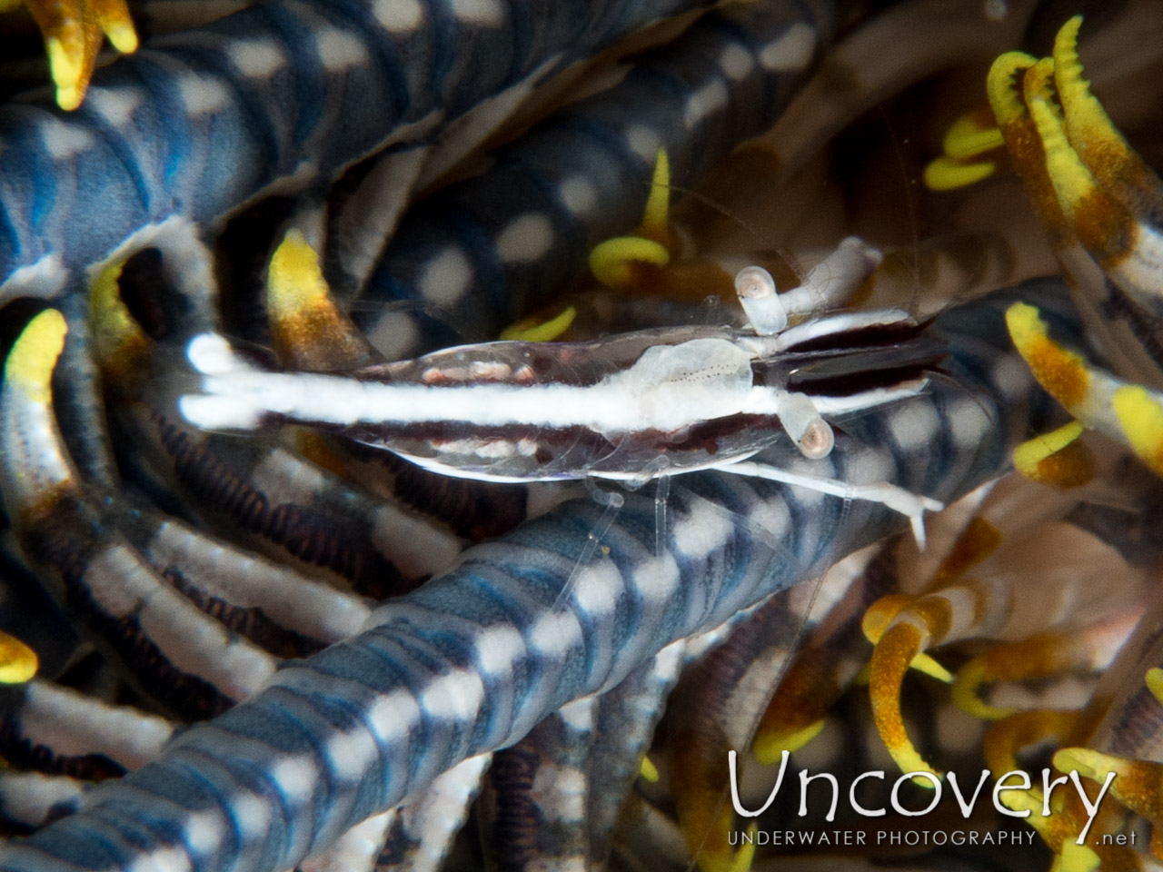 Twin-stripe Crinoid Shrimp (periclimenes Affinis), photo taken in Indonesia, North Sulawesi, Lembeh Strait, Nudi Falls