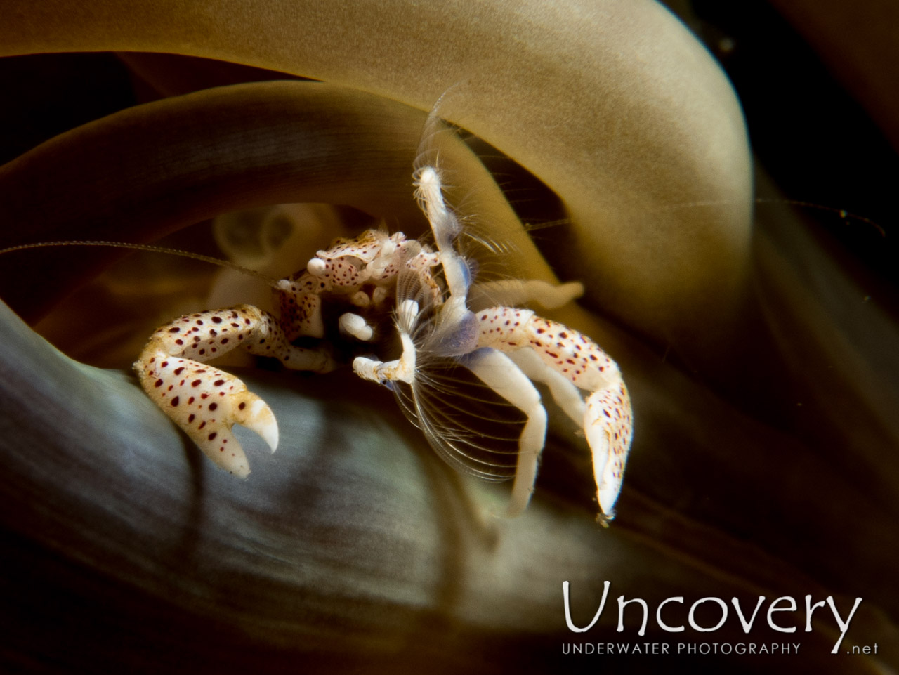 Spotted Porcelain Crab (neopetrolisthes Maculatus), photo taken in Indonesia, North Sulawesi, Lembeh Strait, Nudi Falls