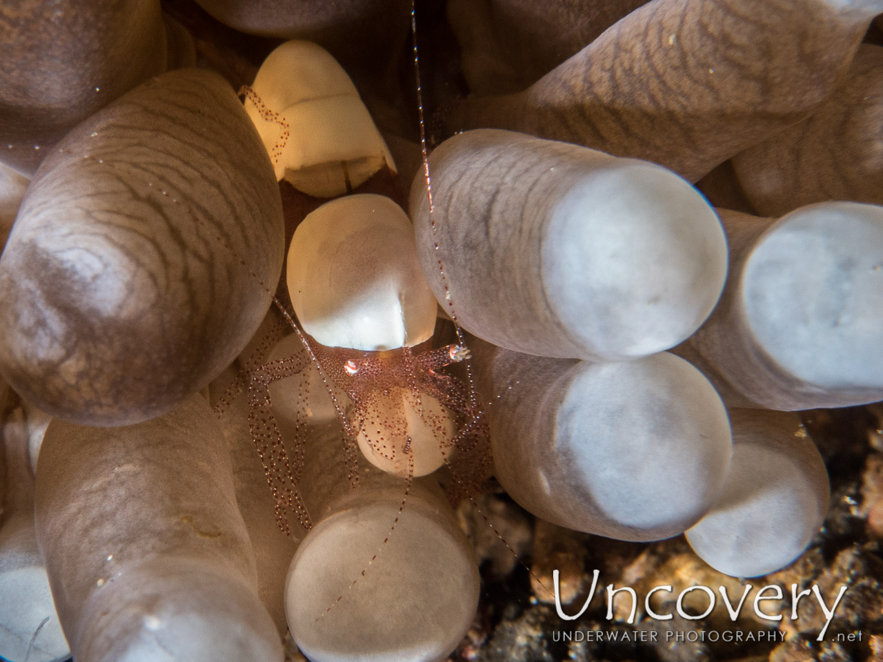 Eggshell Shrimp (hamopontonia Corallicola) shot in Indonesia|North Sulawesi|Lembeh Strait|Nudi Falls