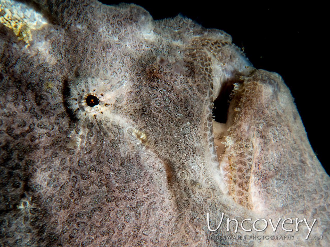 Giant Frogfish (antennarius Commerson), photo taken in Indonesia, North Sulawesi, Lembeh Strait, Nudi Falls