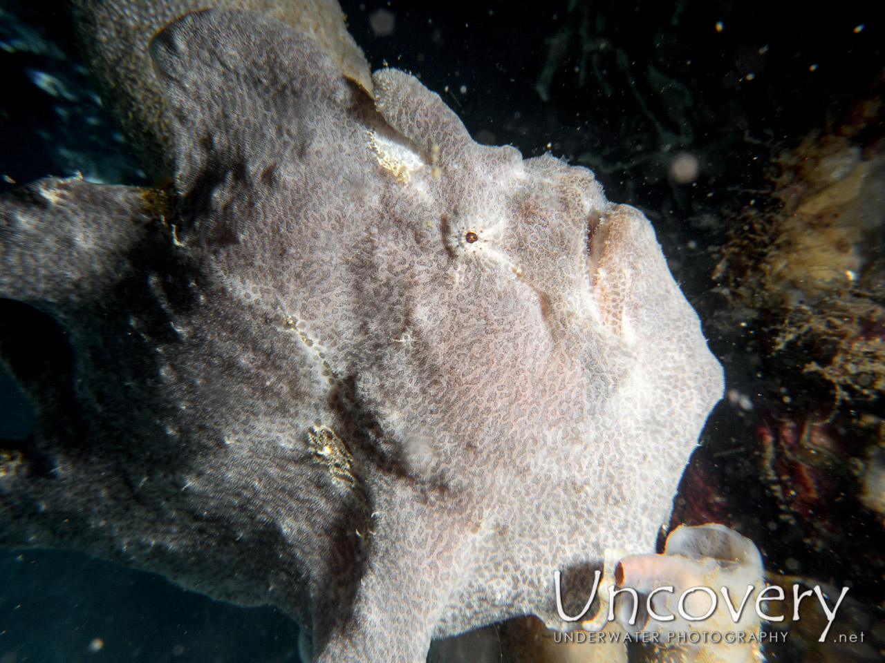 Giant Frogfish (antennarius Commerson), photo taken in Indonesia, North Sulawesi, Lembeh Strait, Nudi Falls