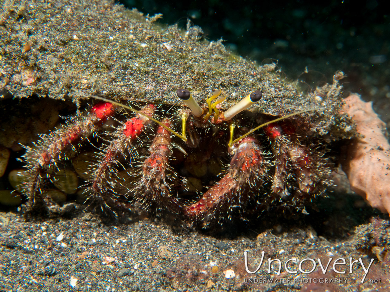 Hermit Crab, photo taken in Indonesia, North Sulawesi, Lembeh Strait, Aer Prang 1