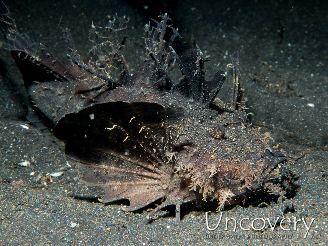 Spiny Devilfish (inimicus Didactylus) shot in Indonesia|North Sulawesi|Lembeh Strait|Hairball