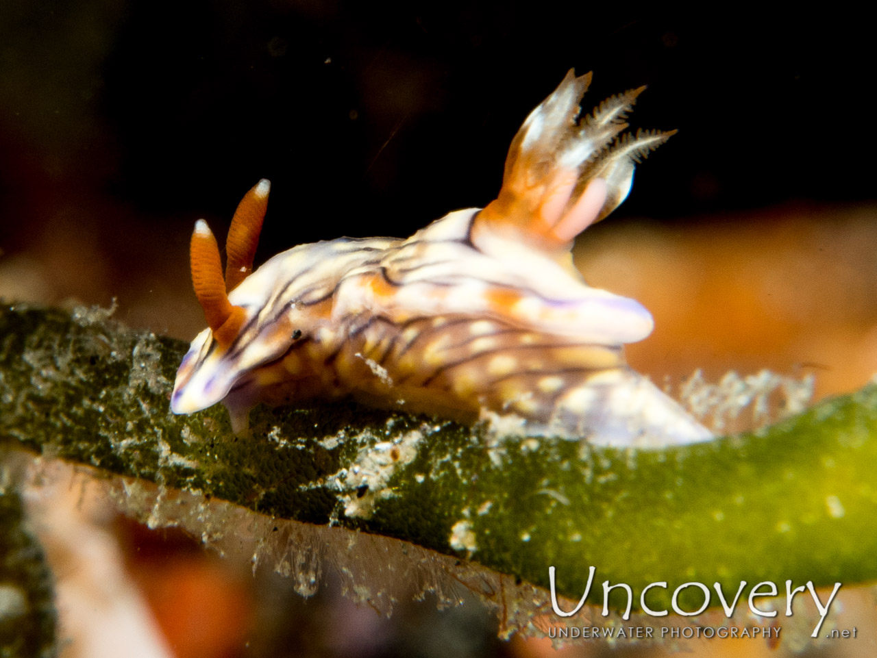 Nudibranch, photo taken in Indonesia, North Sulawesi, Lembeh Strait, Aer Prang 1