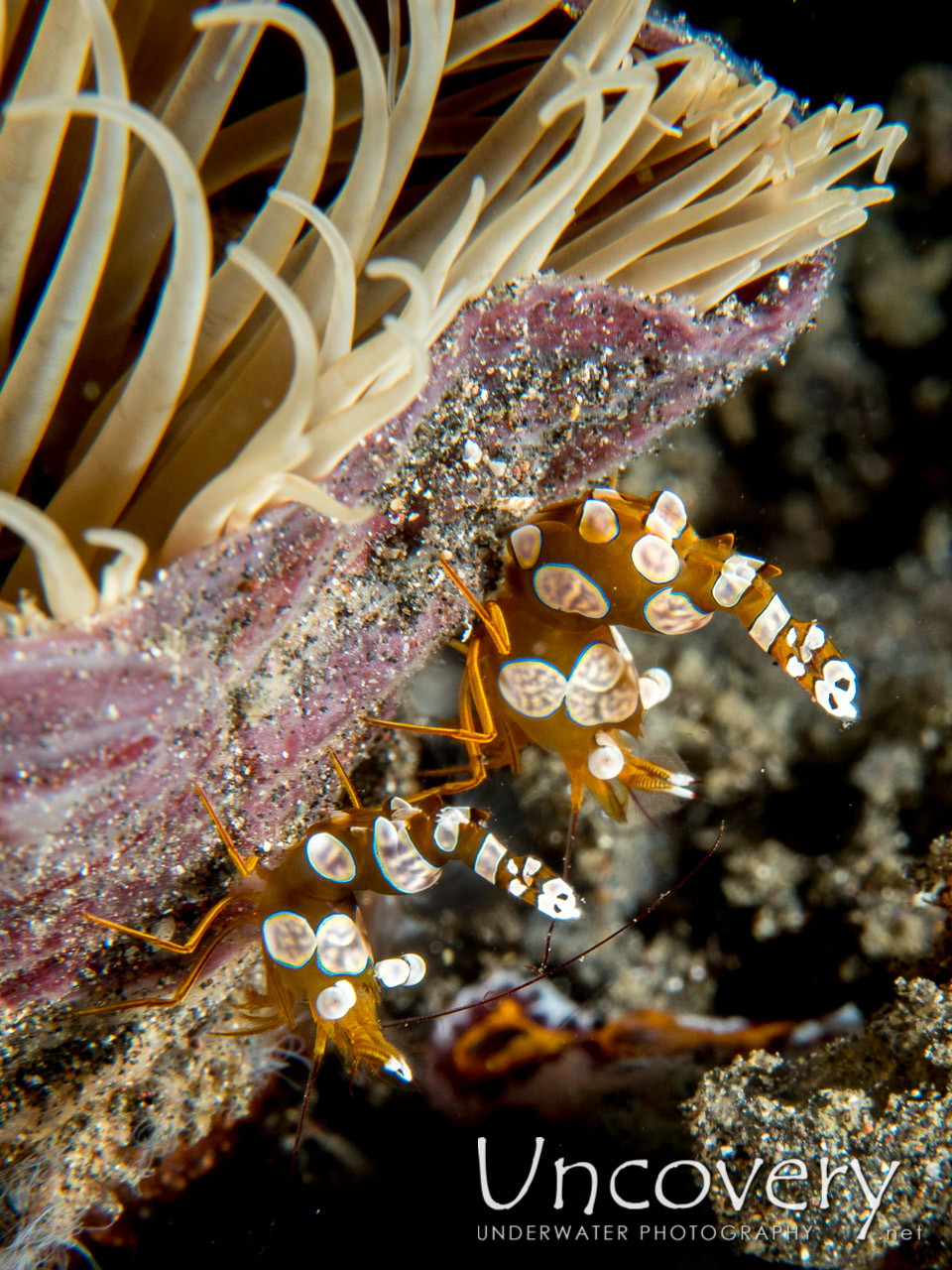Sexy Shrimp (thor Amboinensis), photo taken in Indonesia, North Sulawesi, Lembeh Strait, Aer Prang 1