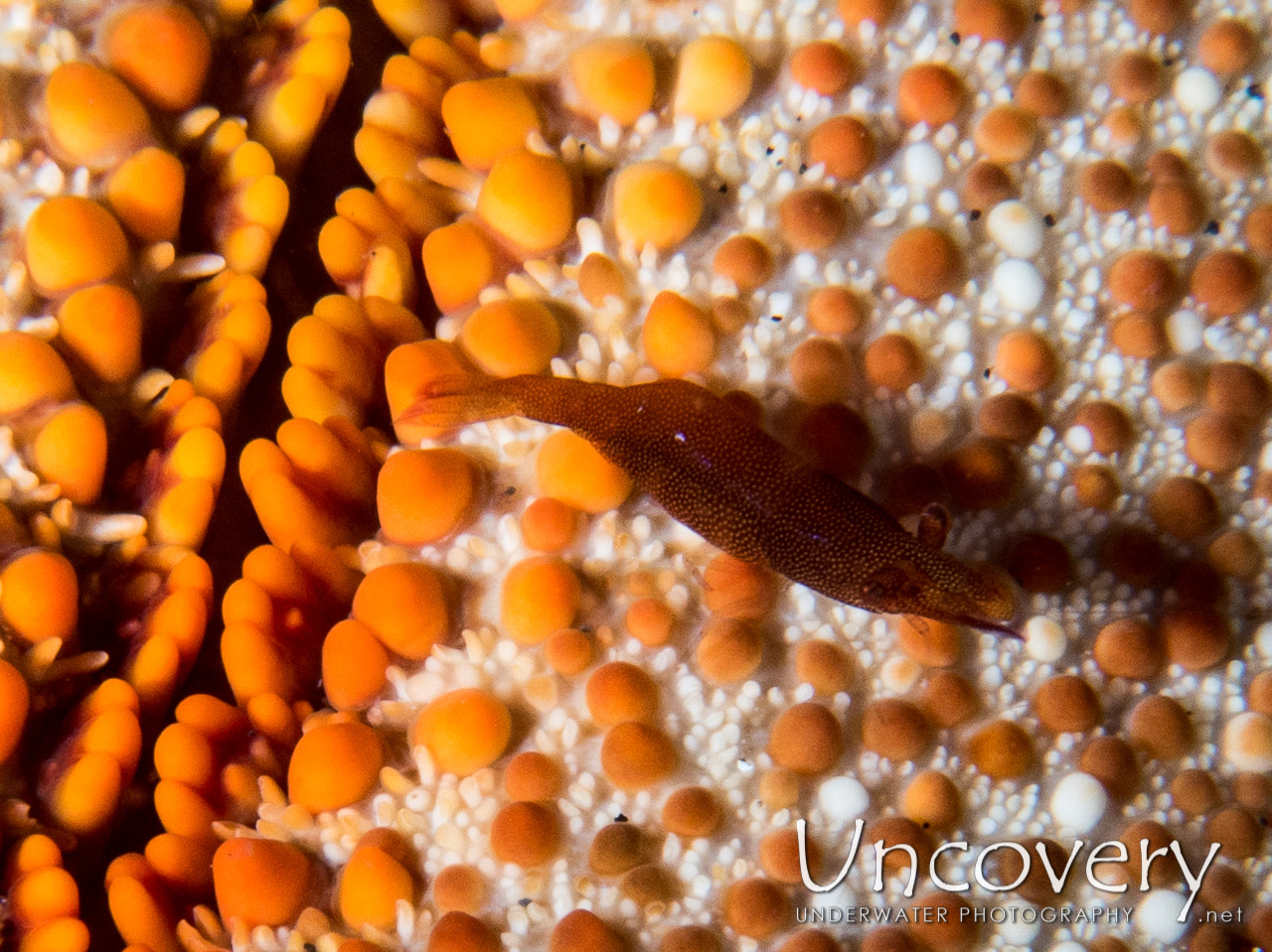 Sea Star Shrimp (zenopontonia Soror), photo taken in Indonesia, North Sulawesi, Lembeh Strait, Aer Prang 1