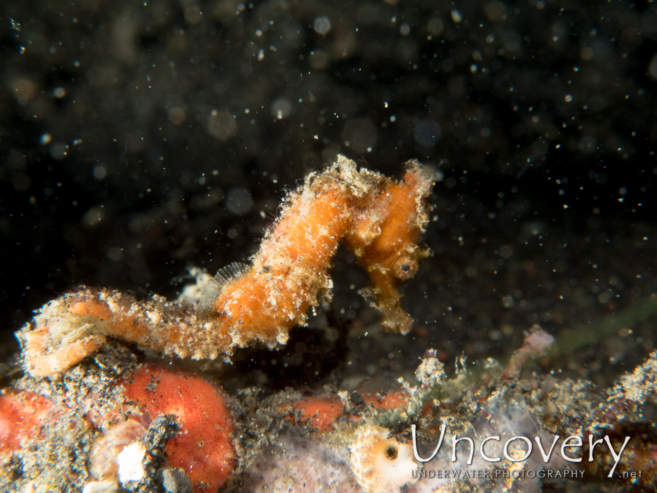 Common Sea Horse (hippocampus Kuda), photo taken in Indonesia, North Sulawesi, Lembeh Strait, Hairball