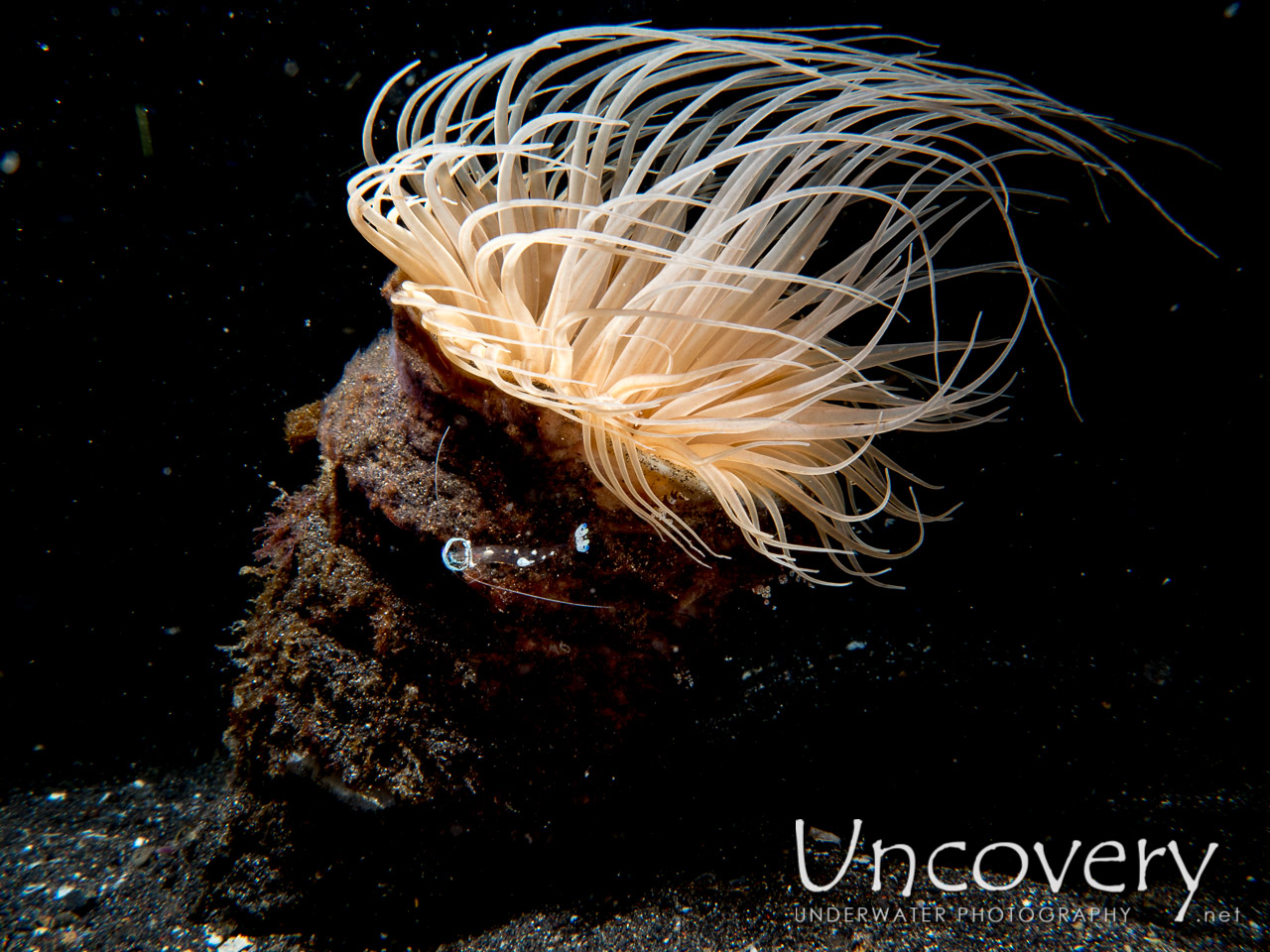 Tube Anemone (ceriantharia), photo taken in Indonesia, North Sulawesi, Lembeh Strait, Aer Prang 1