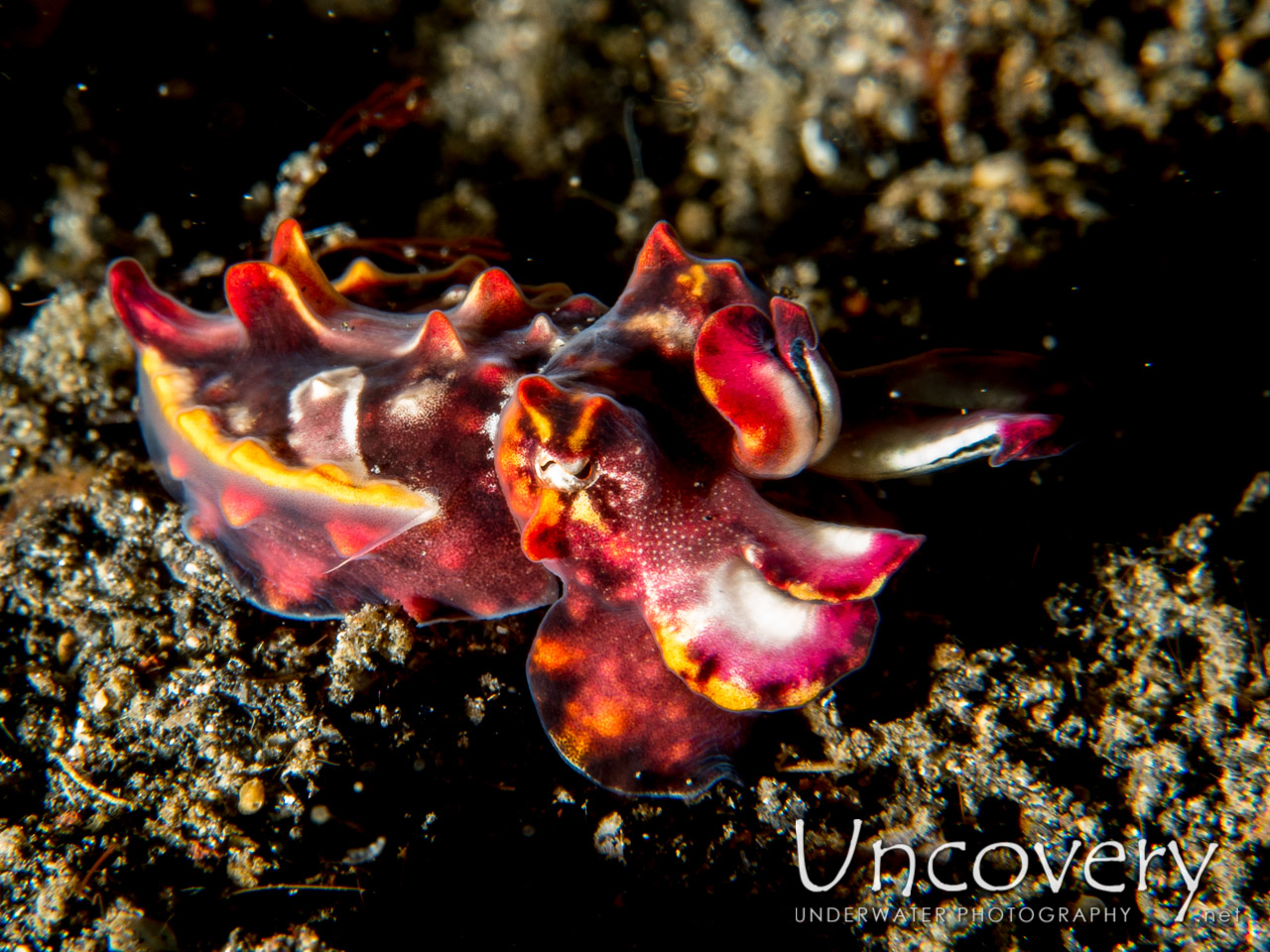 Flamboyant Cuttlefish (metasepia Pfefferi), photo taken in Indonesia, North Sulawesi, Lembeh Strait, Hairball