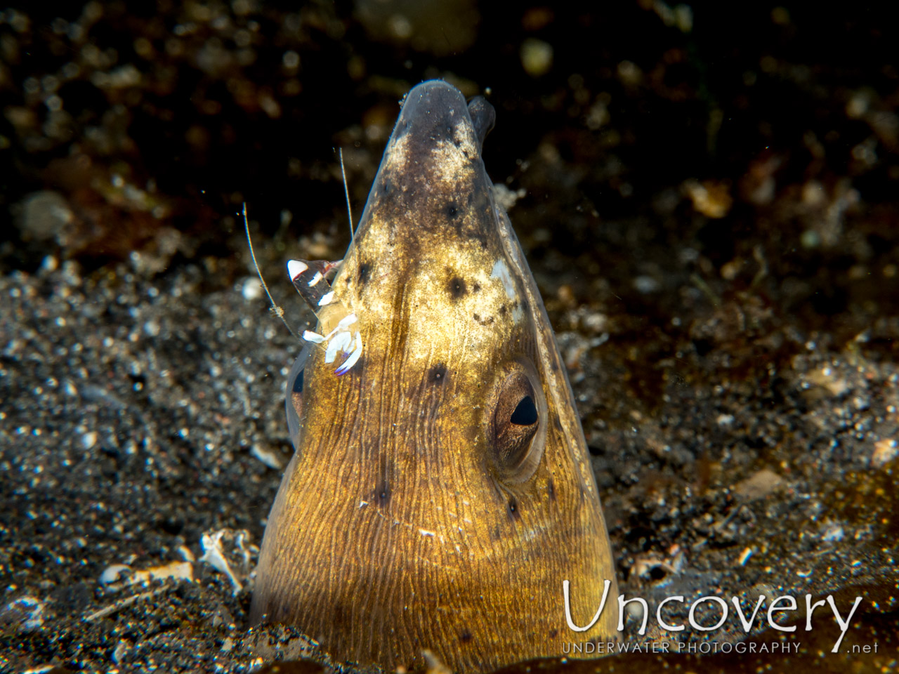 Longfin Snake-eel (pisodonophis Cancrivorus) shot in Indonesia|North Sulawesi|Lembeh Strait|Aer Prang 1