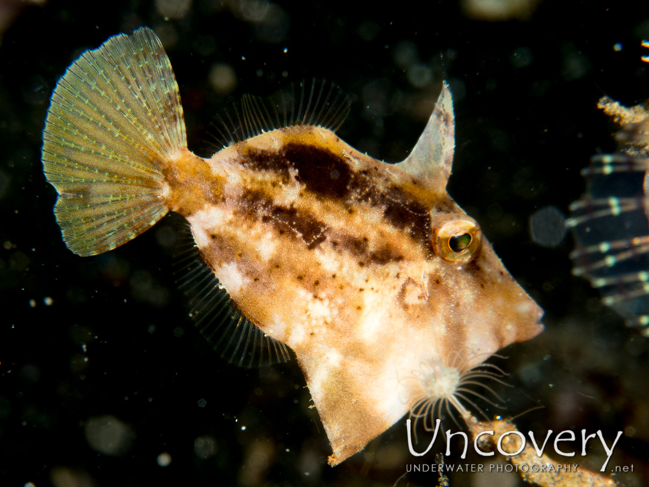 Filefish shot in Indonesia|North Sulawesi|Lembeh Strait|Hairball