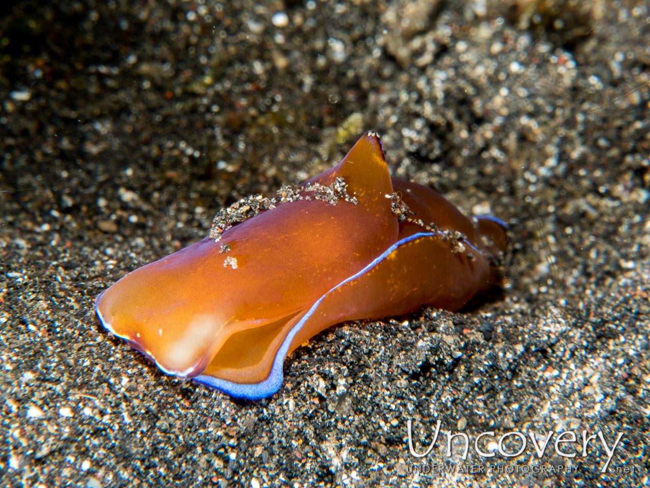 Flatworm, photo taken in Indonesia, North Sulawesi, Lembeh Strait, Aer Prang 1