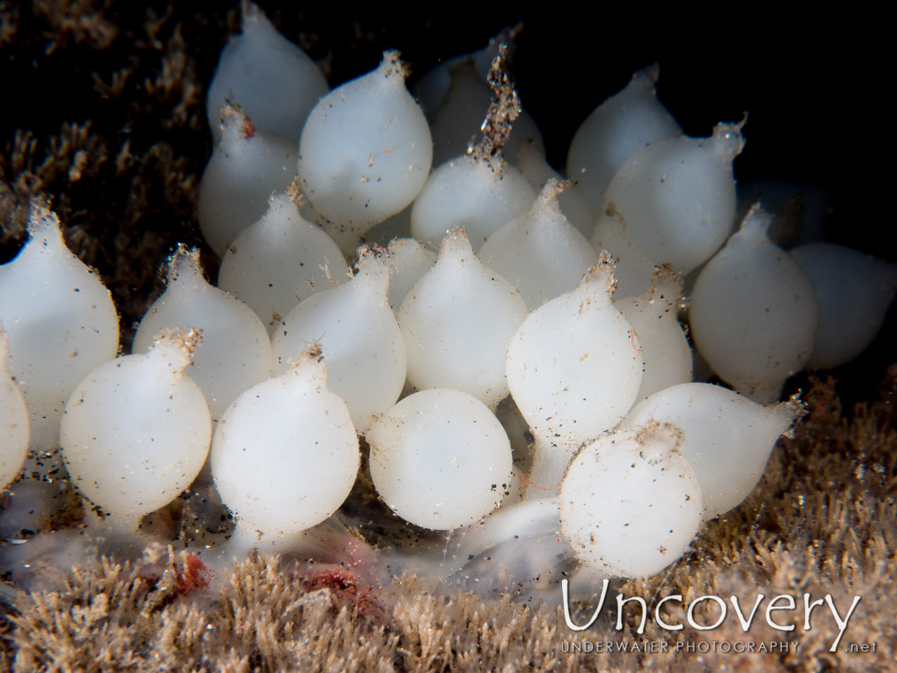Broadclub Cuttlefish (sepia Latimanus), Eggs, photo taken in Indonesia, North Sulawesi, Lembeh Strait, Aer Prang 1
