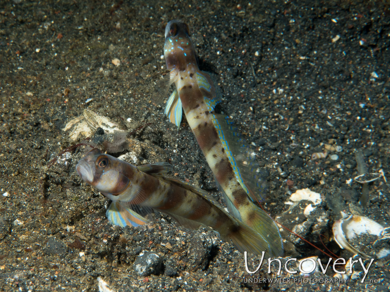 Shrimpgoby, photo taken in Indonesia, North Sulawesi, Lembeh Strait, Hairball