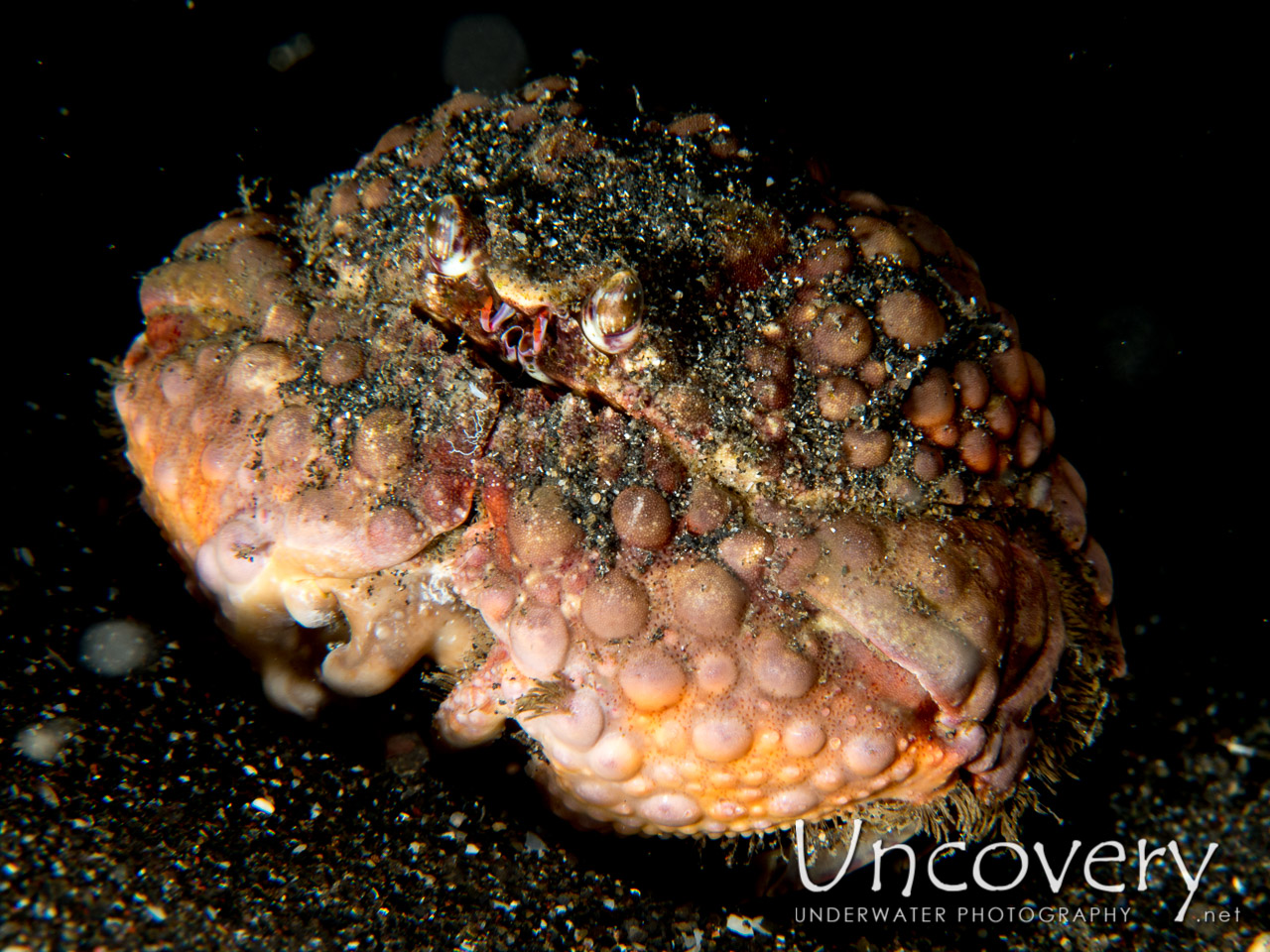 Rough Box Crab (calappa Gallus), photo taken in Indonesia, North Sulawesi, Lembeh Strait, Aer Prang 1