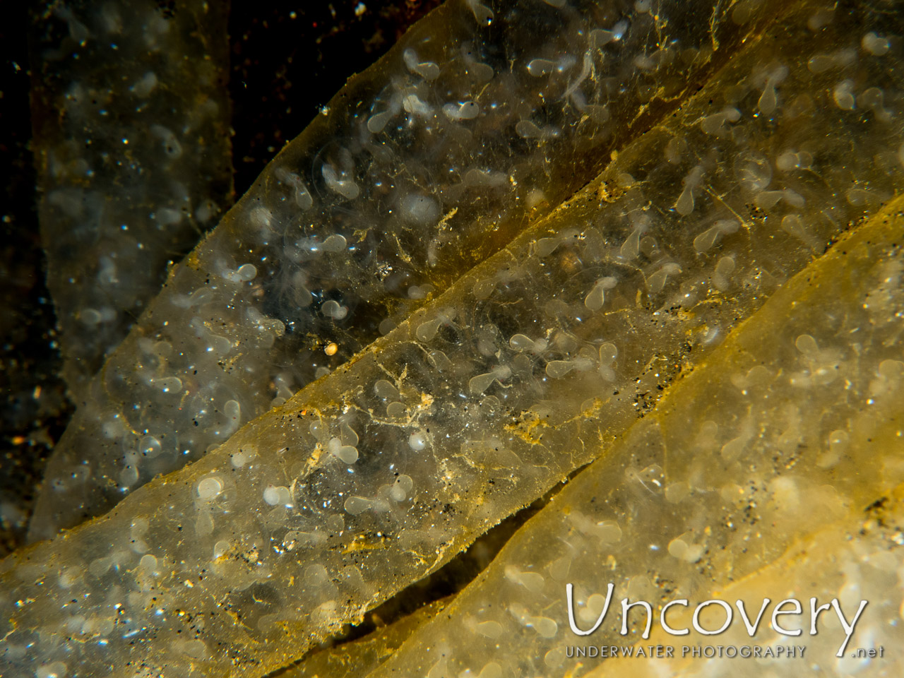 Eggs, Squid, photo taken in Indonesia, North Sulawesi, Lembeh Strait, Hairball
