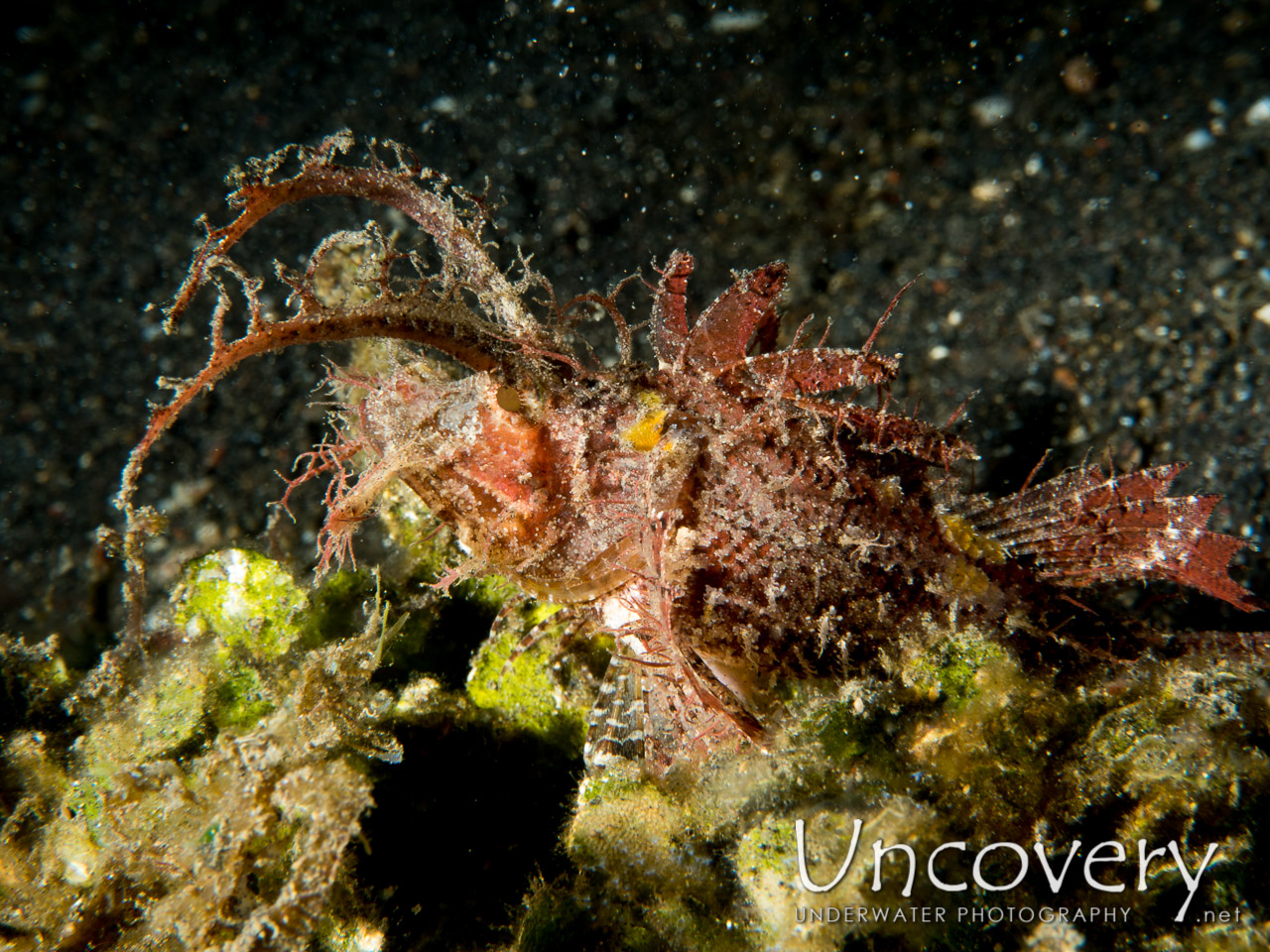 Ambon Scorpionfish (pteroidichthys Amboniensis) shot in Indonesia|North Sulawesi|Lembeh Strait|Hairball