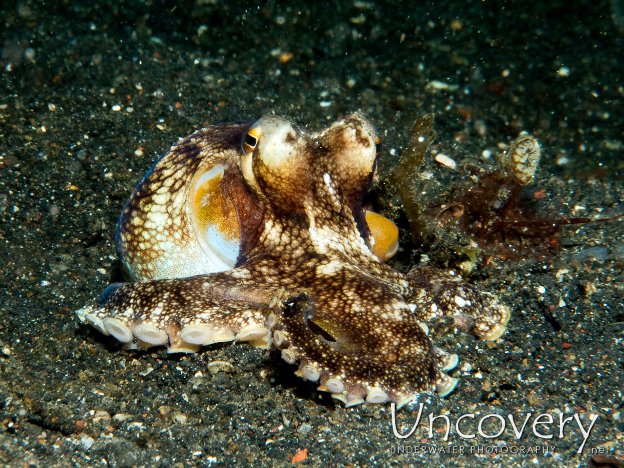 Coconut Octopus (amphioctopus Marginatus), photo taken in Indonesia, North Sulawesi, Lembeh Strait, Hairball