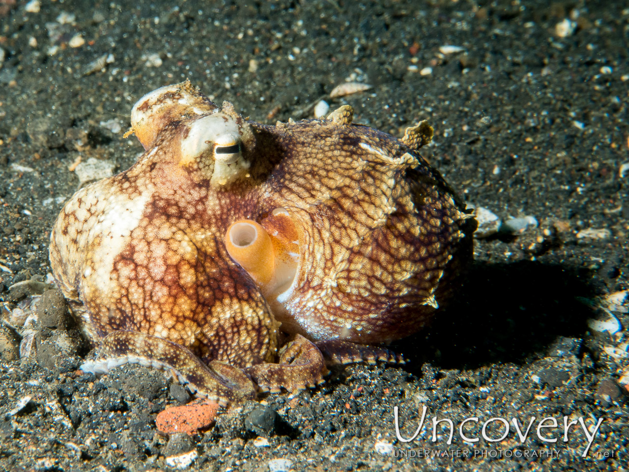Coconut Octopus (amphioctopus Marginatus), photo taken in Indonesia, North Sulawesi, Lembeh Strait, Hairball
