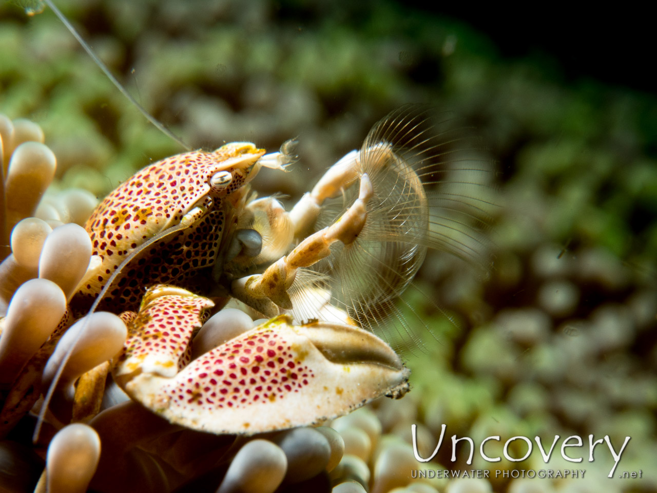Spotted Porcelain Crab (neopetrolisthes Maculatus) shot in Indonesia|North Sulawesi|Lembeh Strait|TK 1
