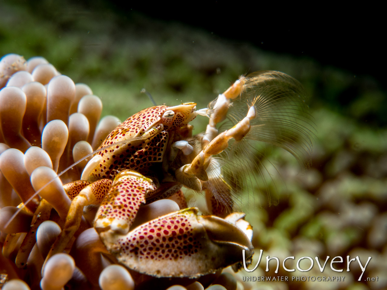 Spotted Porcelain Crab (neopetrolisthes Maculatus), photo taken in Indonesia, North Sulawesi, Lembeh Strait, TK 1