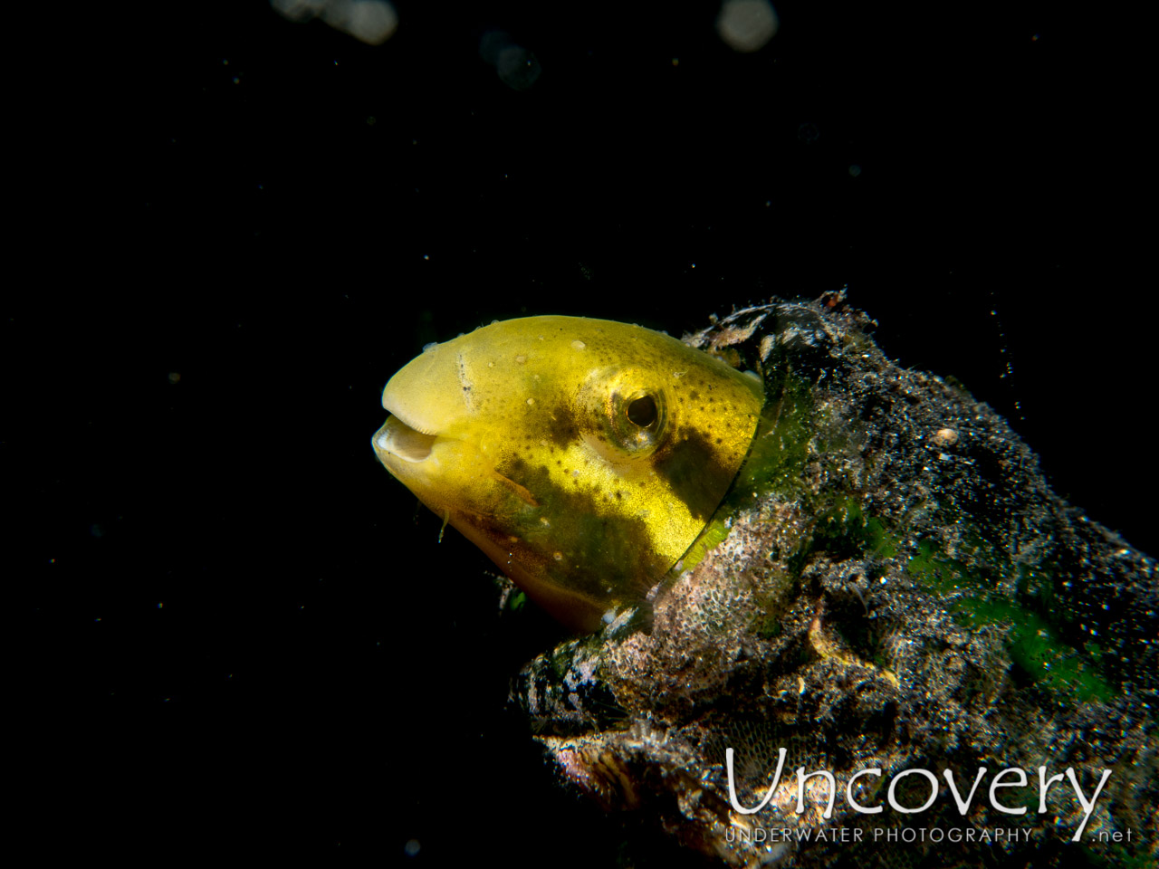 Shorthead Fangblenny (petroscirtes Breviceps), photo taken in Indonesia, North Sulawesi, Lembeh Strait, TK 1