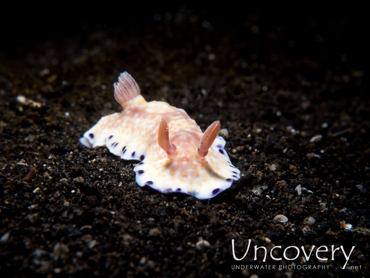 Nudibranch, photo taken in Indonesia, North Sulawesi, Lembeh Strait, TK 1