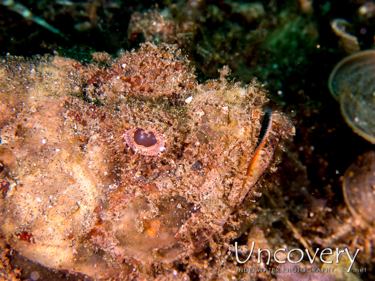 Humpback Scorpionfish (scorpaenopsis Macrochir) shot in Indonesia|North Sulawesi|Lembeh Strait|TK 1