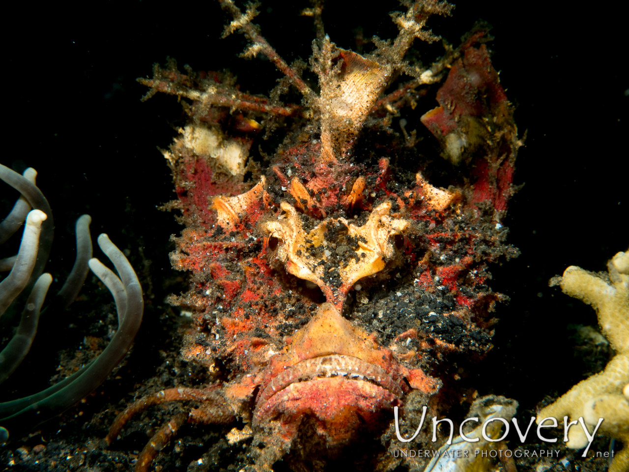 Spiny Devilfish (inimicus Didactylus) shot in Indonesia|North Sulawesi|Lembeh Strait|TK 1