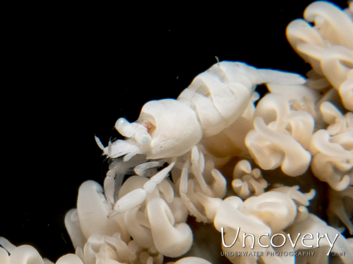 Anker's Whip Coral Shrimp (pontonides Ankeri), photo taken in Indonesia, North Sulawesi, Lembeh Strait, Nudi Retreat