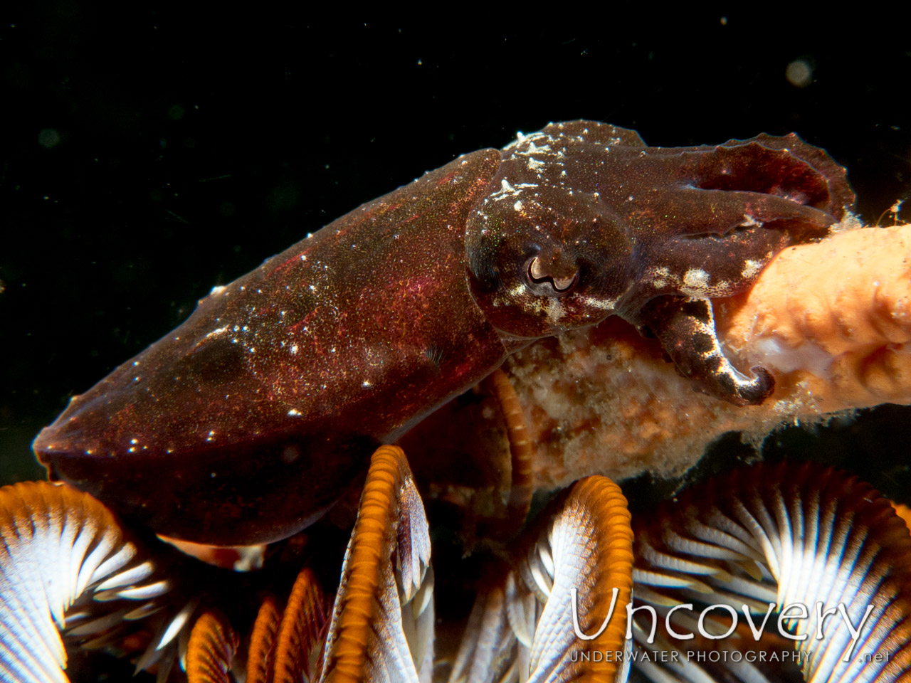 Pygmy Cuttlefish (sepia Bandensis) shot in Indonesia|North Sulawesi|Lembeh Strait|Nudi Retreat