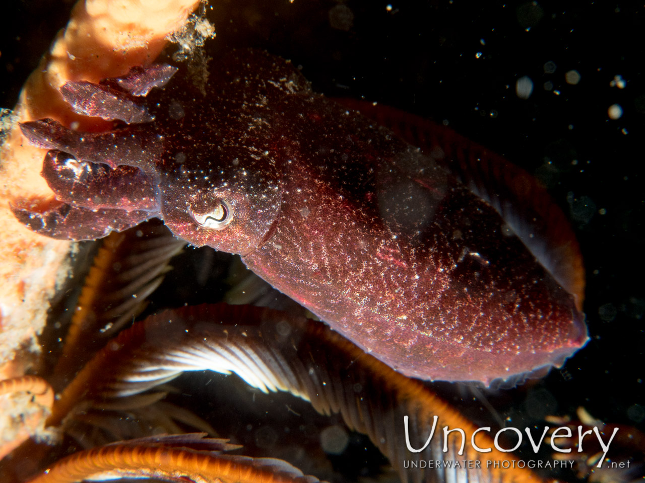 Pygmy Cuttlefish (sepia Bandensis) shot in Indonesia|North Sulawesi|Lembeh Strait|Nudi Retreat