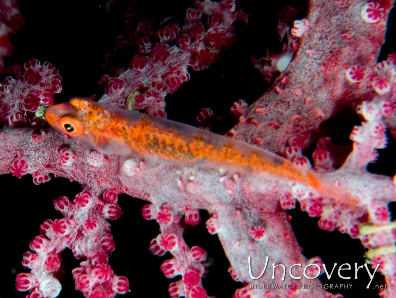 Goby, photo taken in Indonesia, North Sulawesi, Lembeh Strait, Nudi Retreat