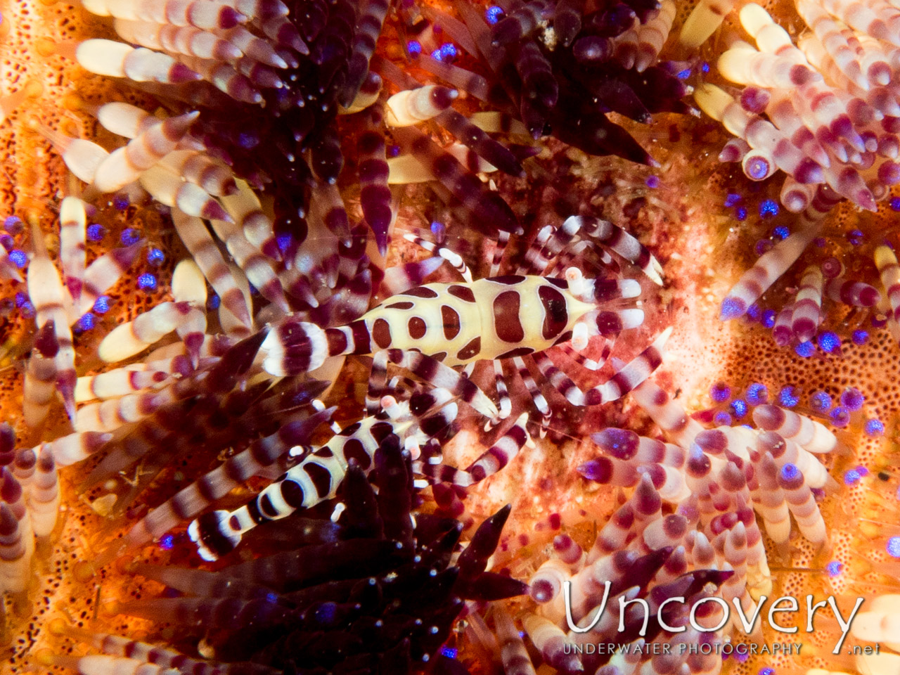 Coleman’s Shrimp (periclimenes Colemani), photo taken in Indonesia, North Sulawesi, Lembeh Strait, Nudi Retreat