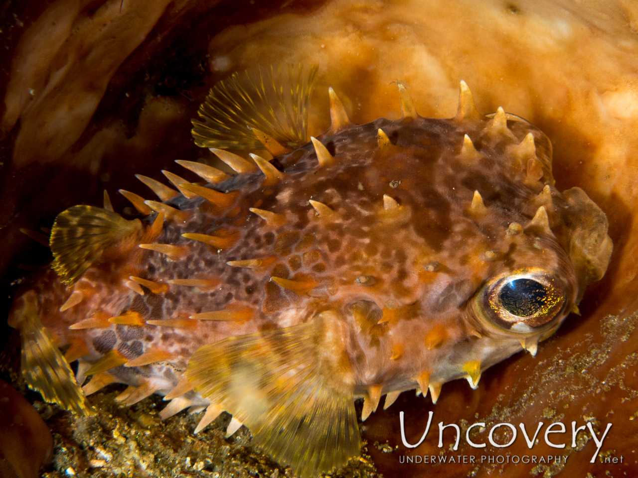 Porcupine Pufferfish (diodon Holocanthus) shot in Indonesia|North Sulawesi|Lembeh Strait|Nudi Retreat